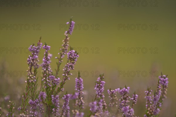 Common Heather or Ling (Calluna vulgaris)