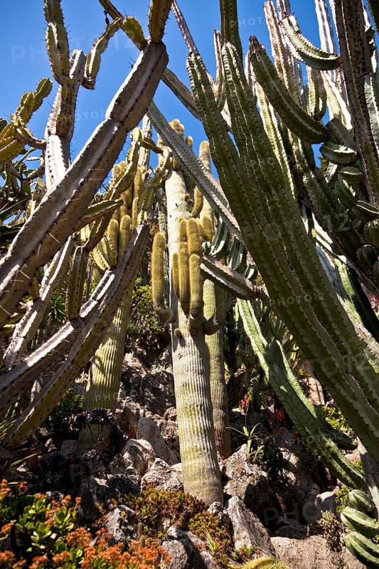 Exotic garden in Principality of Monaco