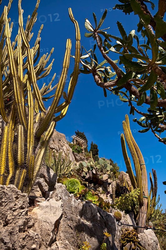 Exotic garden in Principality of Monaco