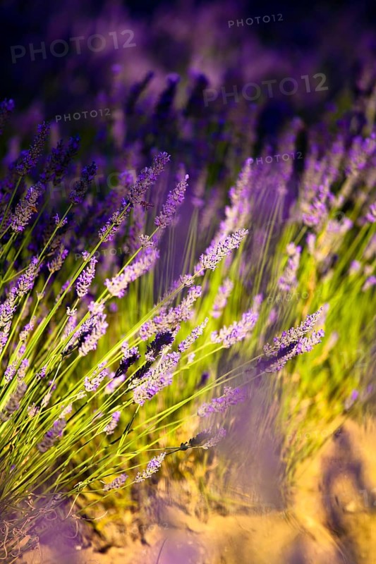 Blooming field of Lavender (Lavandula angustifolia)