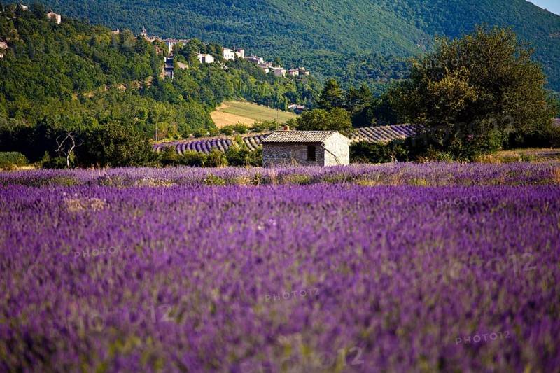 Blooming field of Lavender (Lavandula angustifolia)