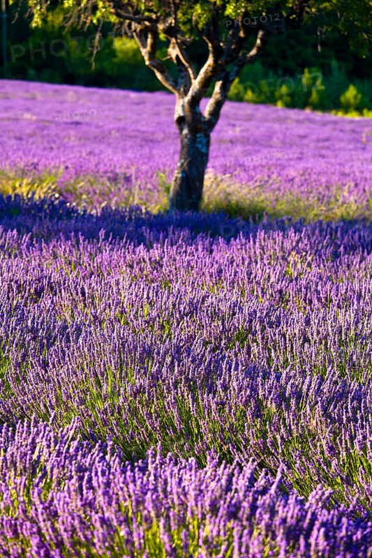 Blooming field of Lavender (Lavandula angustifolia)