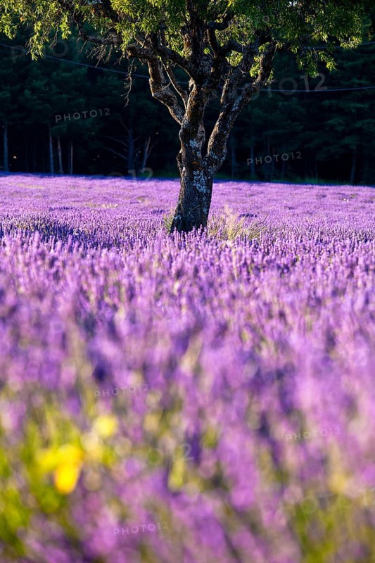 Blooming field of Lavender (Lavandula angustifolia)
