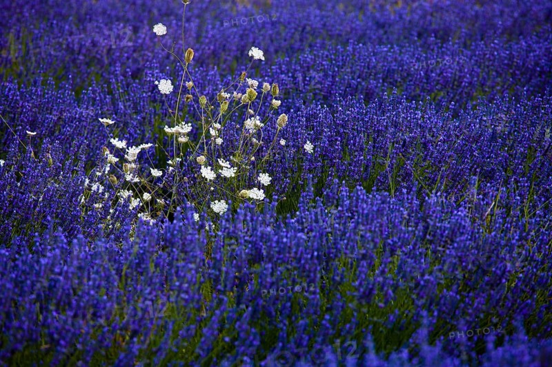 Blooming field of Lavender (Lavandula angustifolia) with crop weeds