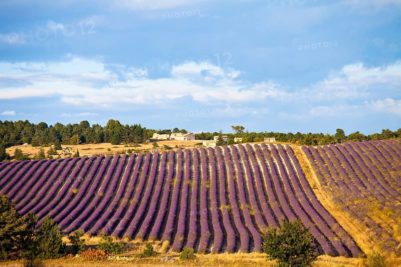 Blooming field of Lavender (Lavandula angustifolia)