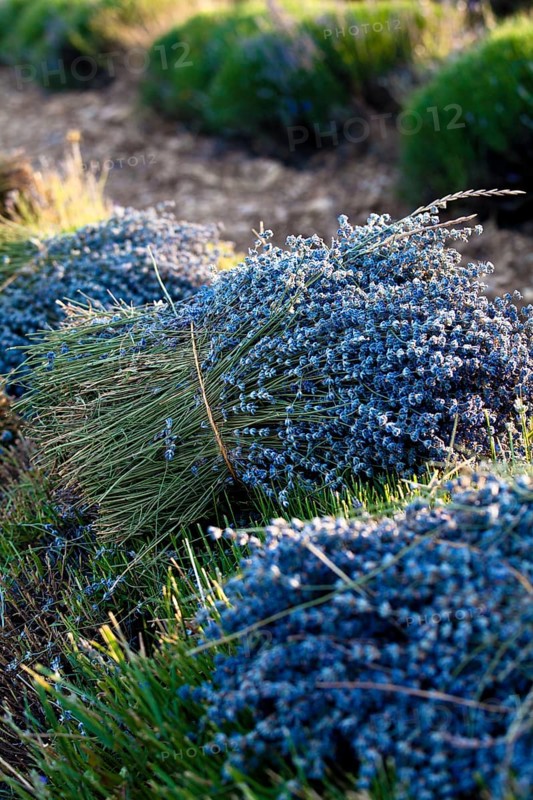 Freshly harvested Lavender (Lavandula angustifolia)
