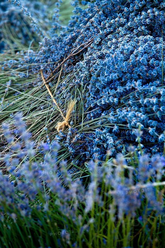 Freshly harvested Lavender (Lavandula angustifolia)