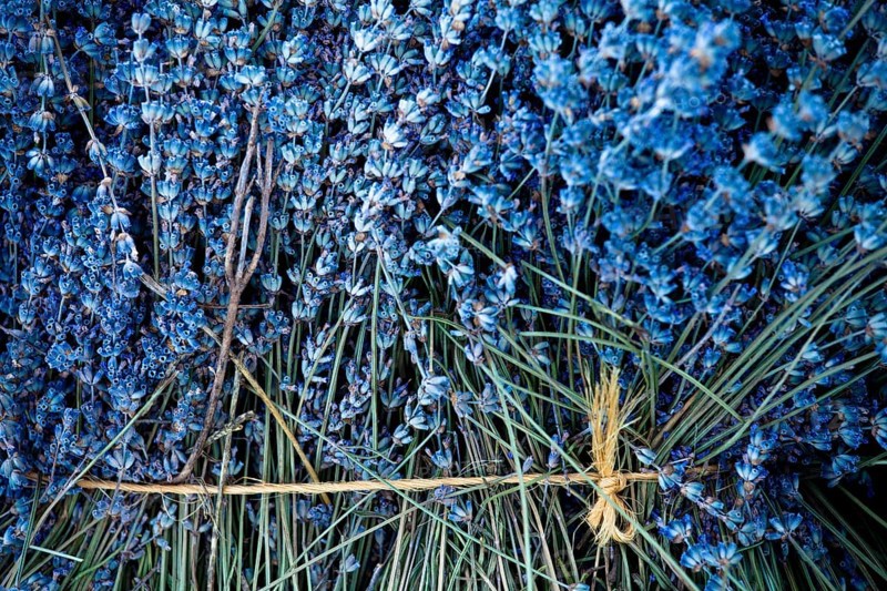 Freshly harvested Lavender (Lavandula angustifolia)