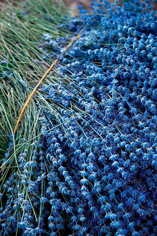 Freshly harvested Lavender (Lavandula angustifolia)