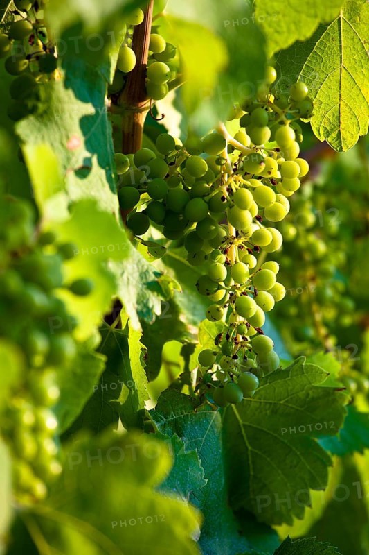 Wine growing in vineyard near Lacoste and Bonnieux villages