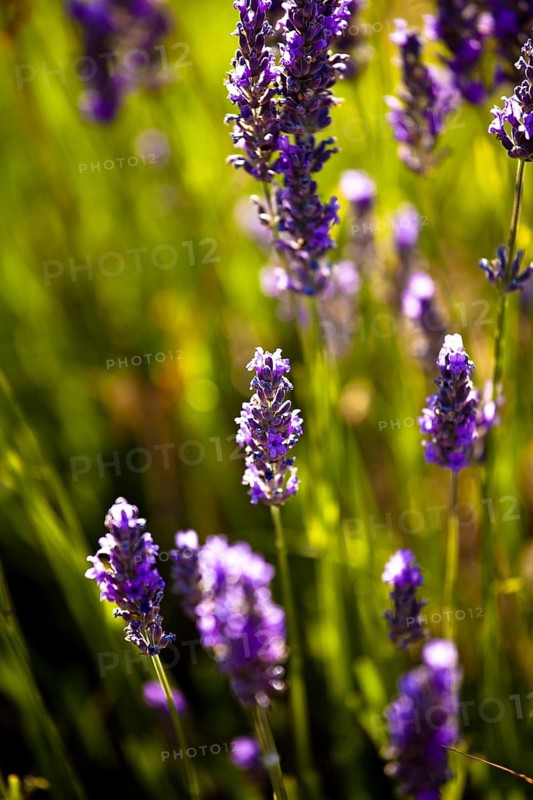 Lavender (Lavandula angustifolia)