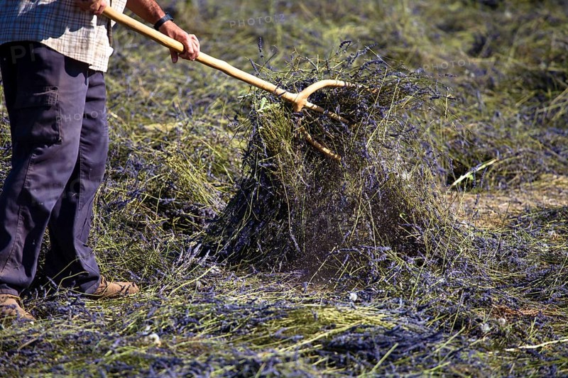 Harvesting Lavender (Lavandula angustifolia)
