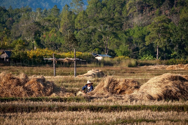 Woman wearing a hat while working in a harvested rice paddy