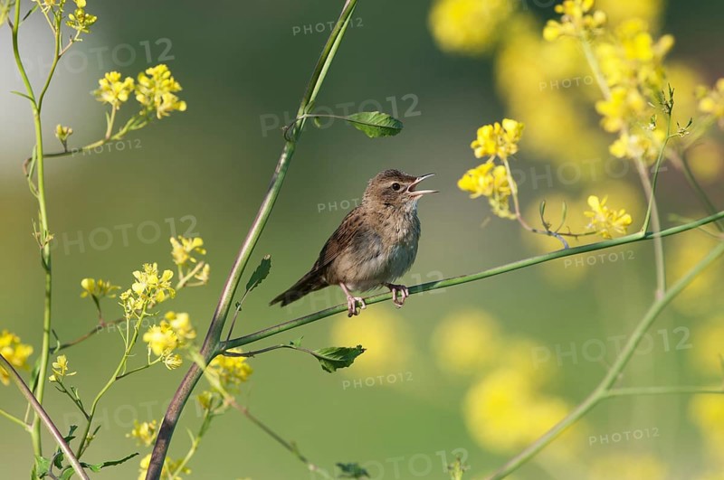 Common Grasshopper Warbler (Locustella naevia) singing