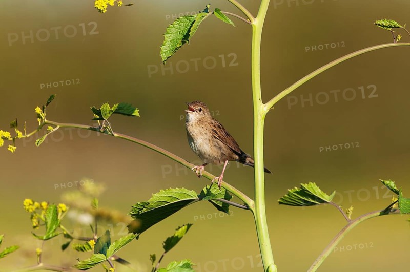 Common Grasshopper Warbler (Locustella naevia) singing