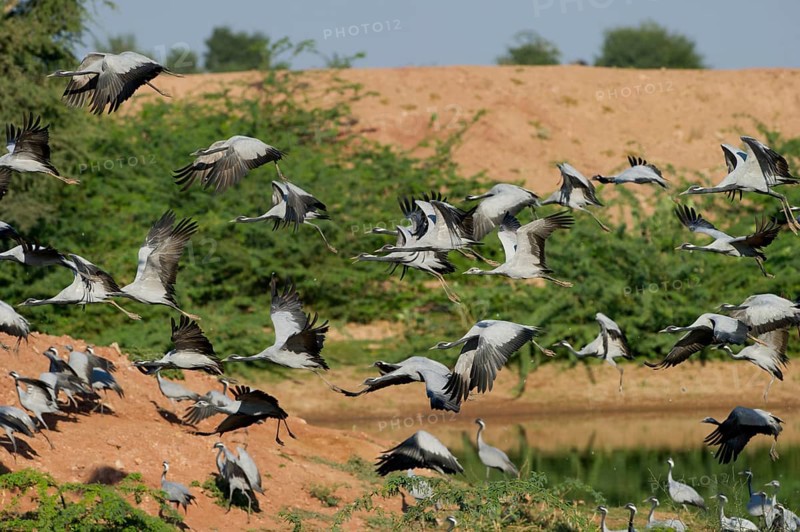 Demoiselle Cranes (Anthropoides virgo) at Kichan in the Thar Desert
