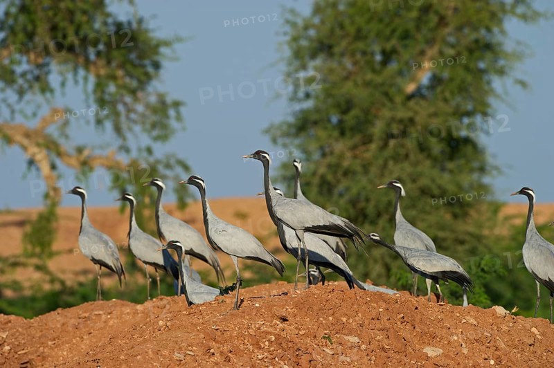 Demoiselle Cranes (Anthropoides virgo)