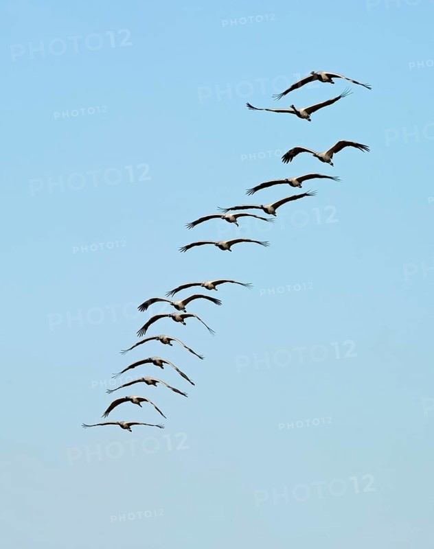 Demoiselle Cranes (Anthropoides virgo) in flight