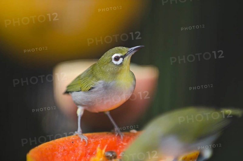 Oriental White-eye (Zosterops palpebrosus) feeding on fruit in a garden