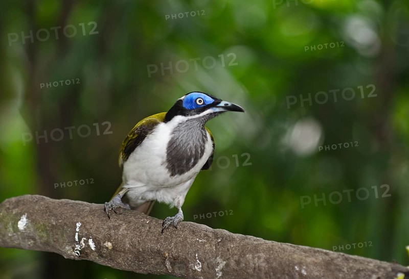 Blue-faced Honeyeater (Entomyzon cyanotis)