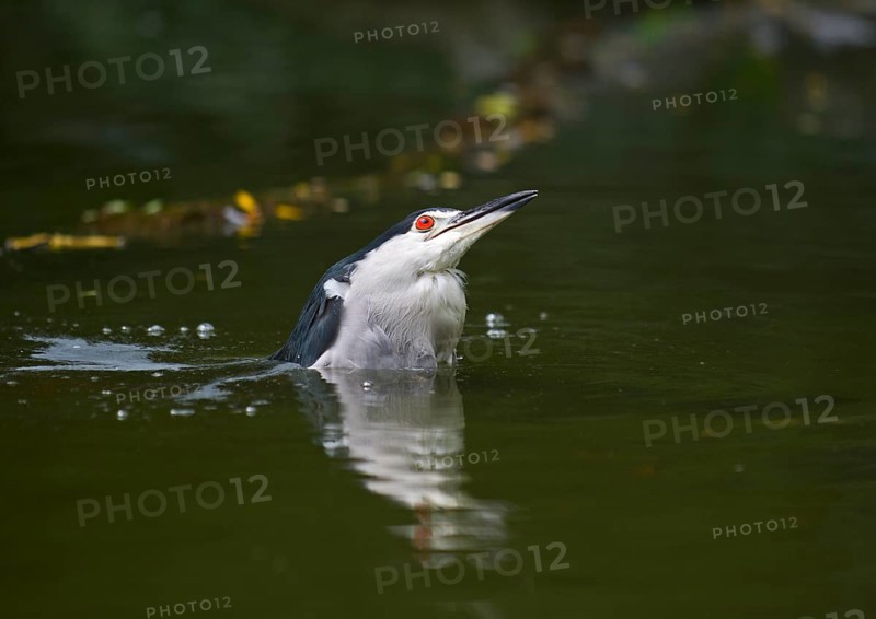 Black-crowned Night Heron (Nycticorax nycticorax)