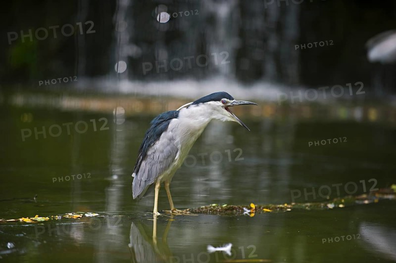 Black-crowned Night Heron (Nycticorax nycticorax)