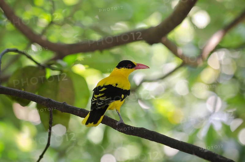 Black-naped Oriole (Oriolus chinensis)