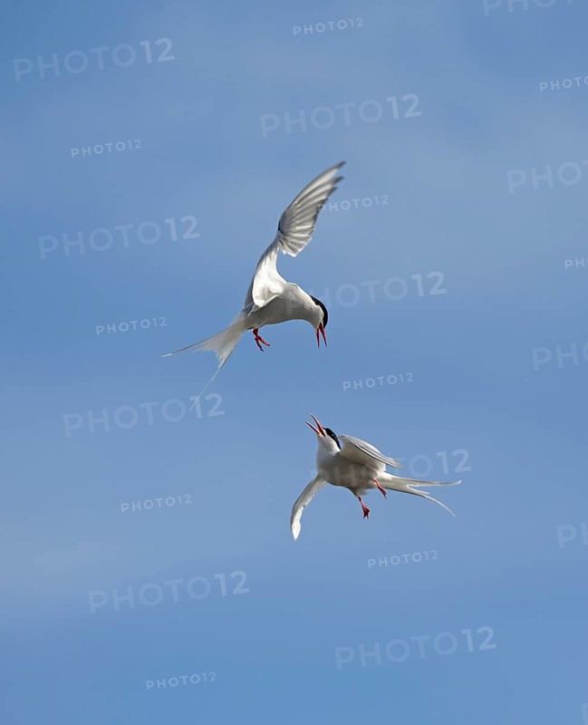 Arctic Terns (Sterna paradisaea) fighting in mid air