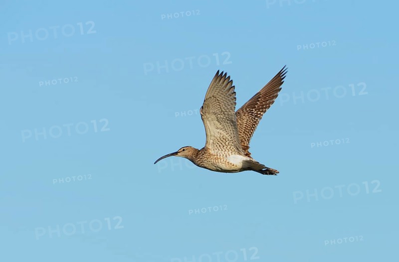 Whimbrel (Numenius phaeopus) in flight