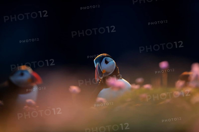 Puffin (Fratercula arctica) among thrift in late evening