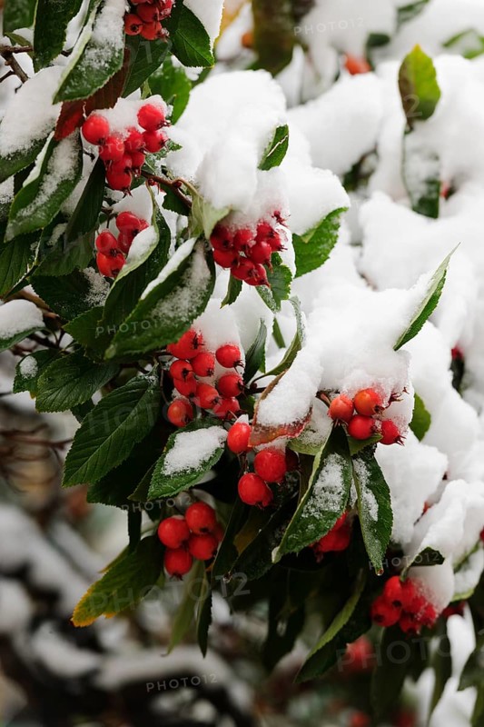 Cotoneaster (Cotoneaster) covered with snow