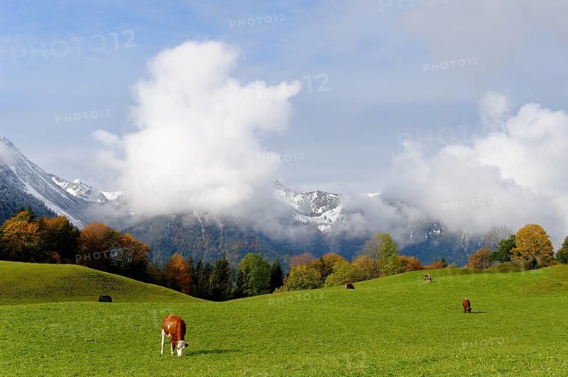 Alpine meadow