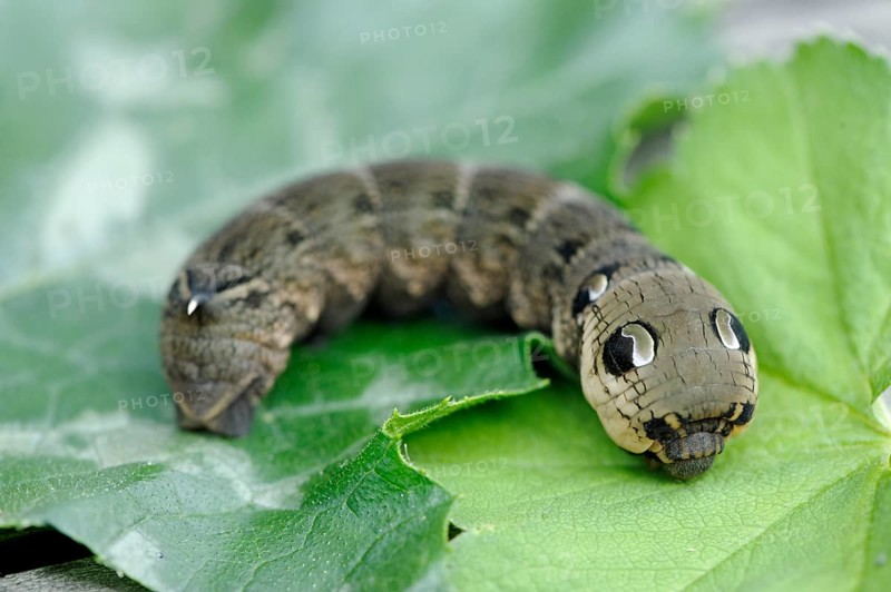 Caterpillar of the Elephant Hawk-moth (Deilephila elpenor)