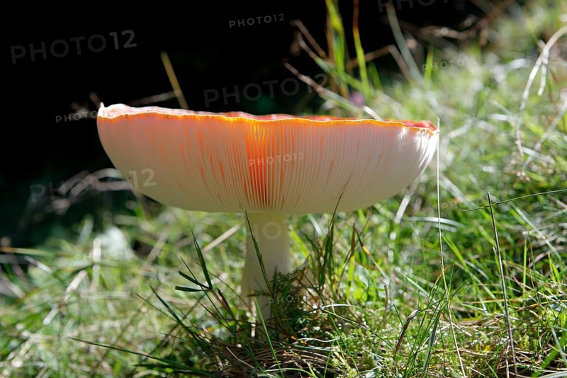Young fly agraric (Amanita muscaria)
