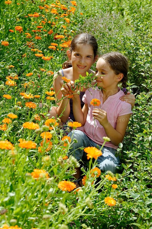 Girls in a meadow of marigolds