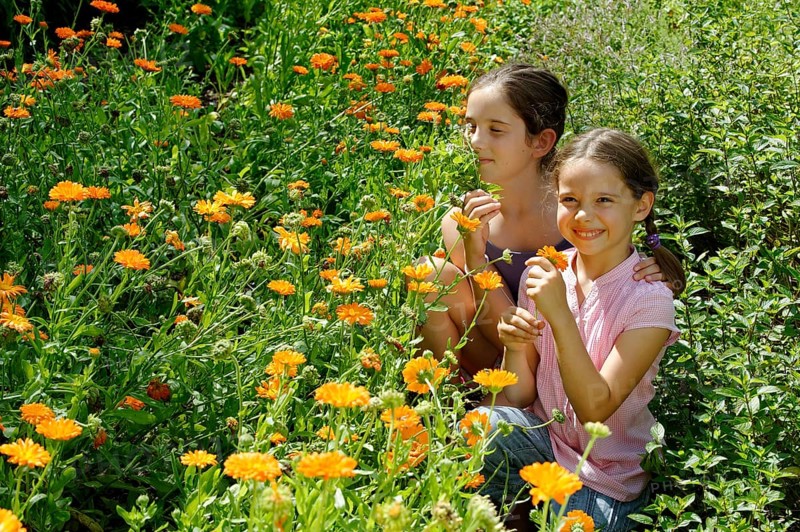 Girls in a meadow of marigolds