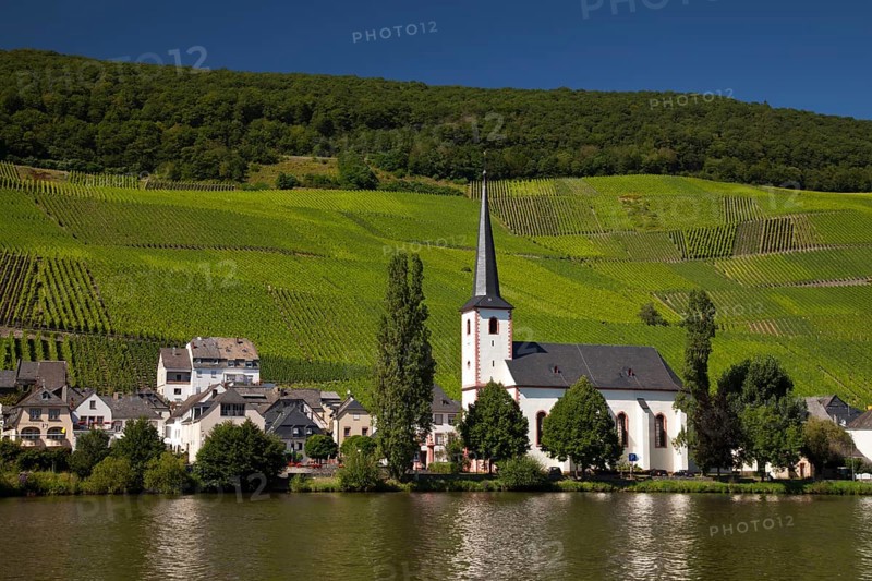 Village of Piesport with the Parish Church surrounded by vineyards