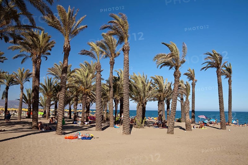 Palm trees on a sandy beach
