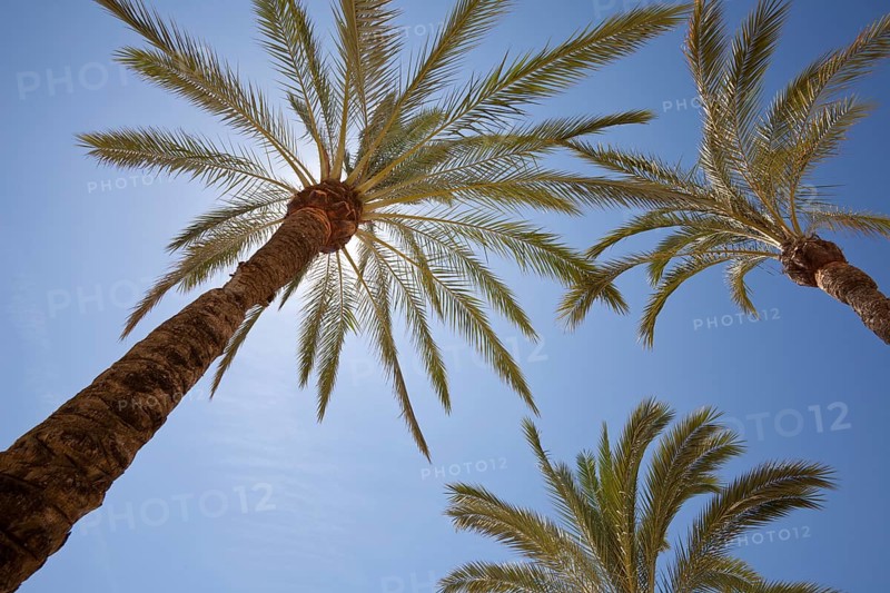 Palms (Arecaceae) in sunlight