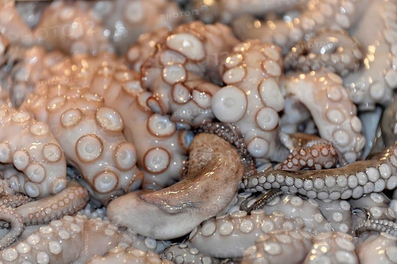 Squid on sale at the fish market