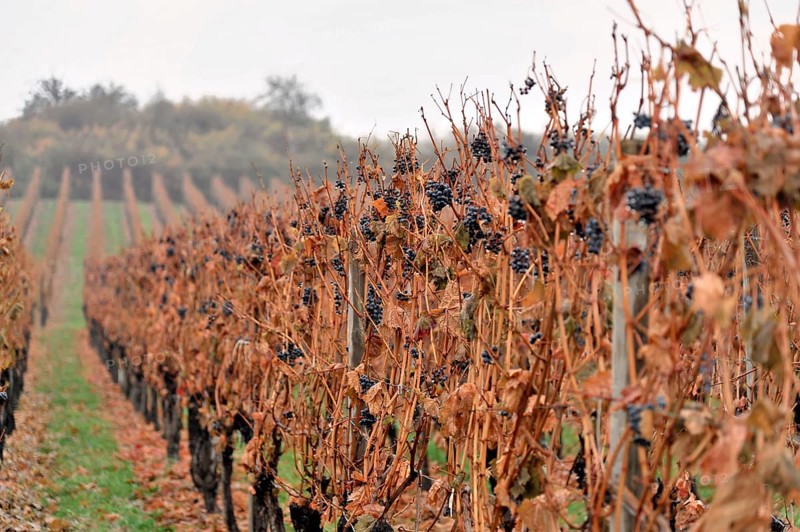 Vineyard
