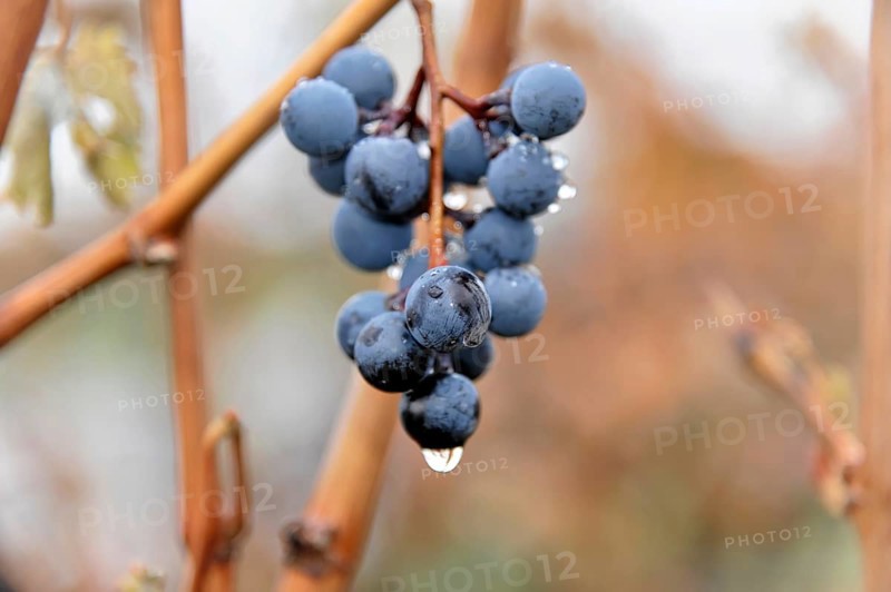 Grapes