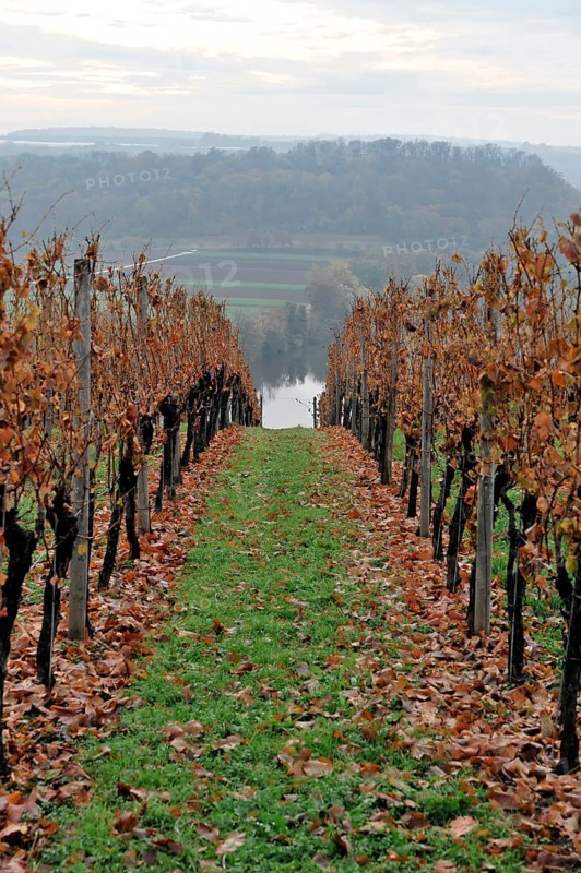 Vineyard