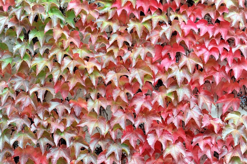 Japanese creeper