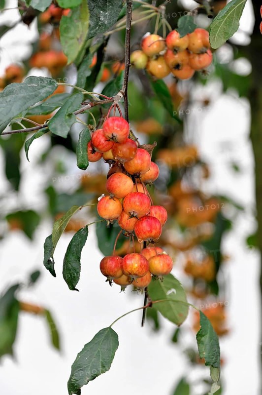 Japanese flowering crabapples (Malus floribunda) in autumn