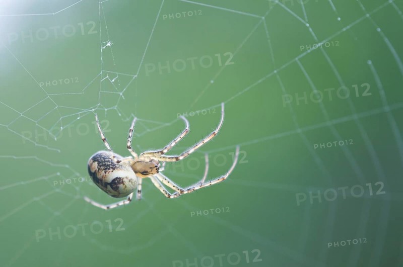 Autumn spider (Metellina segmentata)