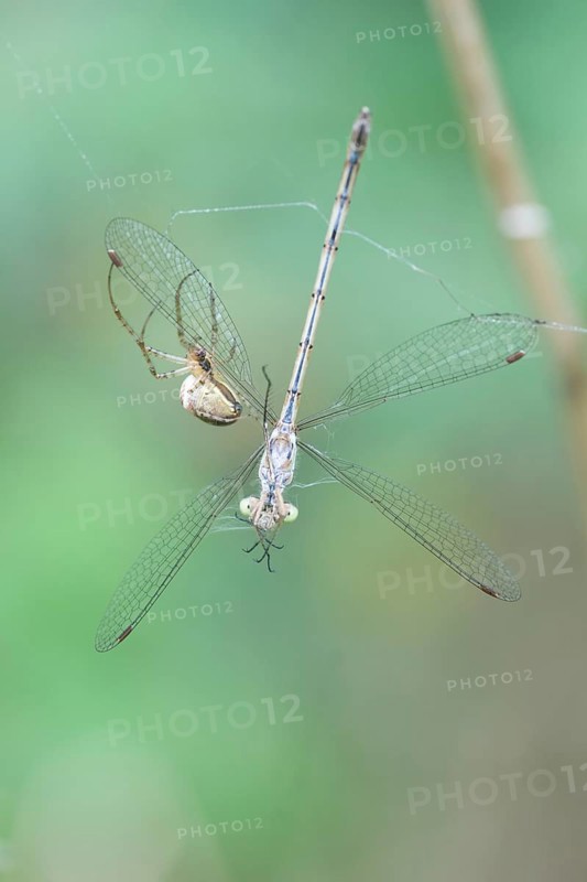 Autumn spider (Metellina segmentata) and an Emerald Damselfly or Common Spreadwing (Lestes sponsa)