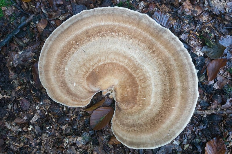 Giant polypore or black-staining polypore (Meripilus giganteus)