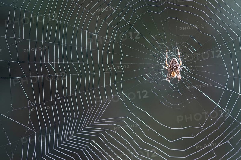 European garden spider