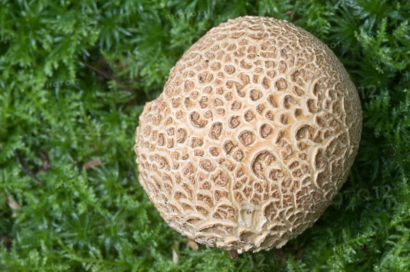 Common earthball